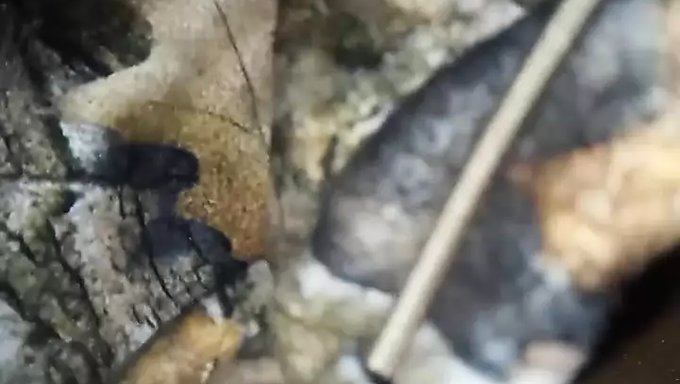 Hintli Genç Kendini Parmaklayarak Orgazm Oluyor