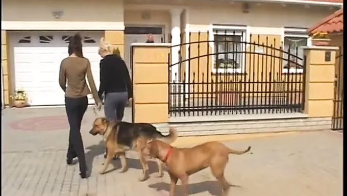 Göğüslü Sarışın Ve Esmer Kız Arkadaşı Biraz Yalama Eylemine Dalıyorlar