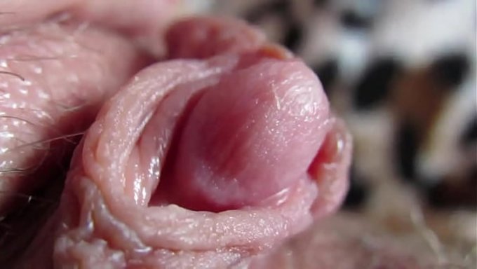Kocaman Bir Klitoris, Seks Sırasında Deli Gibi Orgazmlar Yaşatabilir.